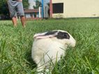 Rabbit for sell
