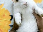 Rabbit sell