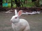 Rabbit for sale