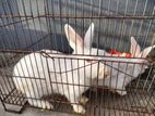 Rabbit