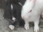 Rabbit sell