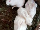 Rabbit for sell