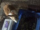 Rabbit for sale