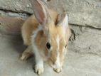 Rabbit For Sell