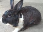 Rabbit for sell