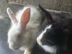Rabbit sell