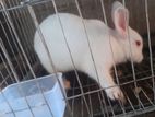 Rabbit for sell 1pis