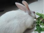 Rabbit for sell