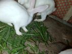 Rabbit / খরগোশ বিক্রি