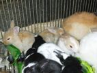 (rabbit) খরগোশগুলো বিক্রি হবে
