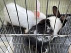 Rabbit, Male and Female with Cage tray (Mirpur)