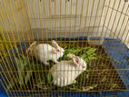 Rabbit Male-Female with Cage (Full Active)