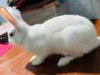 Rabbit male