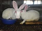 Rabbit ( New Zealand White Bread)