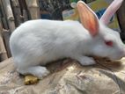 Rabbit on sale