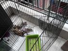 rabbit playpen