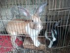 Rabbit sale