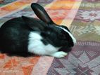 Rabbit sale hobe