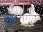 Rabbit for sell