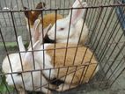 rabbit sell