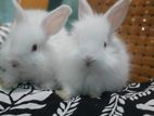 Rabbits