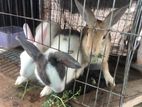 Rabbit sell