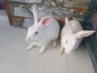 Rabbits