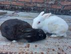 Rabbits for sell