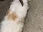 Rabbits Sell