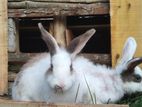 Rabbits Sell