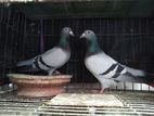 Racer Banja Pair(local)