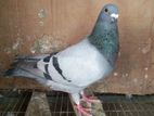 Racer Male Pigeon