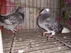 Racer Pair New Adult