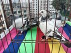 Racer pigeon baby for sell