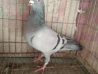 Racer pigeon female