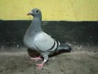 Racer pigeon