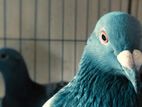 Racer pigeon