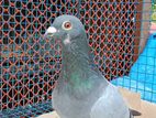 Racer pigeon for sell