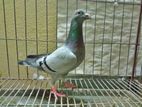 Racer Pigeon