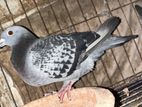 Racer pigeon