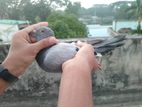 Racer Pigeon