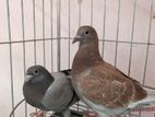 Racer pigeon for sell.