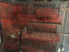 Bird Cage For Sale