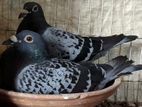 Racing pigeon with Pedigree
