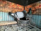 racing pigeon for sell (ARPFC)