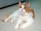 Ragamuffin Male Cat