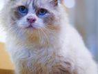 Ragdoll Male (Urgent)