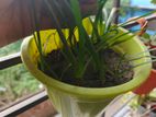 rain Lilly + hanging pot