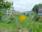 Rain Lily