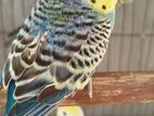 RAINBOW & CLASSIC FBG MALE BUDGIES